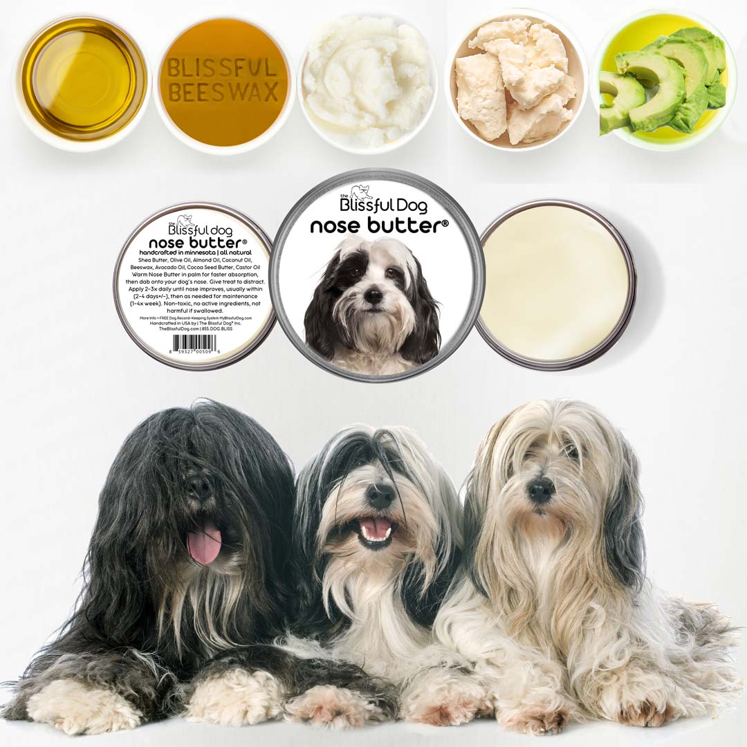Tibetan Terrier Nose